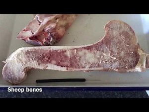 The Long Bone Dissection