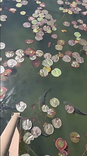 너는 누구냐! 나는 대전 한밭수목원 동원 연못 잉어다 #2026 #travel #nature #daejeon #hanbat #arboretum #fish #april
