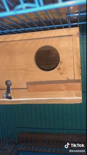 Kung maliit ang cage, maliit na nestbox din ang ilagay...😉#tips #learnontiktok #bird #nestbox #pet