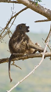 Primate sitting on tree #nature #wildlife #monkey #primate #tree HA95821 | HAWI Studios