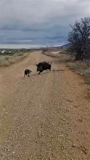 🐗🐕💥🎯 Quando o Javali Contra Ataca O Caçador Entra em Ação! 😱🔥