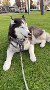 473K views · 3K reactions | Collective Barkaining. ✊盛 . . . . . . . . . . #thehuskyarcher #husky #huskiesofinstagram #agoutihusky #siberianderpskies #pnwdogs #dogsofseattle #snowdog #huskylove #huskyphotography #siberianhusky #wolfprincessleia #pnwonderdogs #dogstagram #dogsofinstagram #seattledogs #agouti | Siberian Derpskies | Facebook