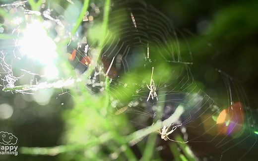 科普：蜘蛛 THE SPIDER'S WEB, A WEB FOR HUNTING, FOR TRAVELING.