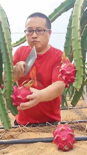 Dragon Fruit Harvesting 🌱 | Modern Farming Techniques & Fresh Fruit Harvest | Dragon Fruit Farm