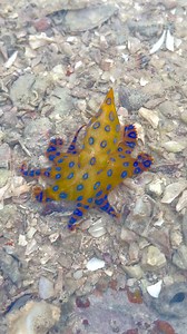 beautiful little blue ringed octopus we found while tide pooling😍 these little things are beautiful but extremely deadly they carry enough venom to kill roughly 25 adult humans in minutes #blueringedoctopus #tidepools #rockpools #lowtide #octopus #deadly | Way Out West Adventures