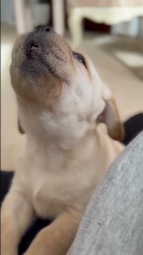 OMG! This Lab puppy crying is too much! ❤️ #shorts #tiktokpuppy #cutepuppies