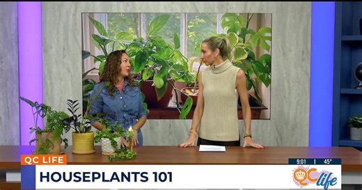 Grow your green: Guide to plant care made simple