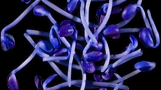 Baby Einstein - Baby Mozart - Music Festival in Lost Effect