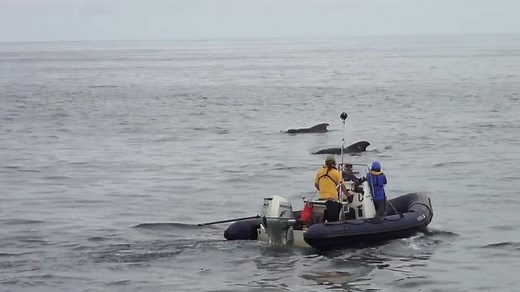Navy Studies Impact of Sonar on Whales