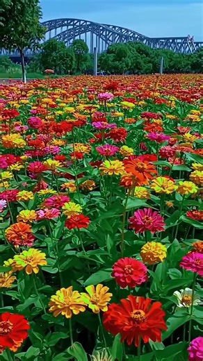 🌼🌺💜good morning 📸 Mrp Live | Classical music