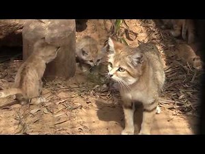 Sand cats give birth at The Safari