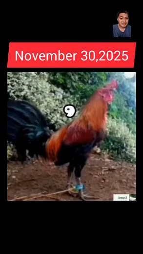 November 30,2025 Color Coding guidelines | Enped 2.0