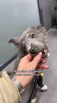 Mon chiot a failli être aveugle