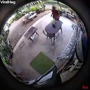 Watch: Sudden Snake Attack Sends Man Running