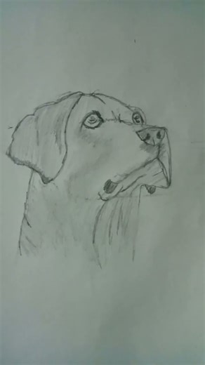 drawing of dog |yellow lab