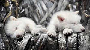 Did Scientists Really Bring Back 'Dire Wolves' From 'Game of Thrones'? Colossal Biosciences' De-Extinction Mission Explained