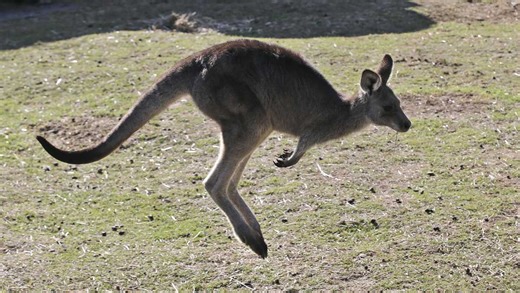 Australian man killed by kangaroo in first fatal attack in more than 80 years