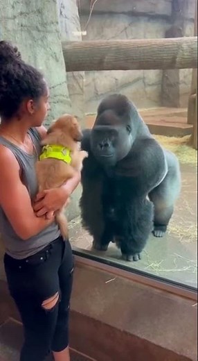 Surprised by a Gorilla A Woman's Unforgettable Zoo Experience!