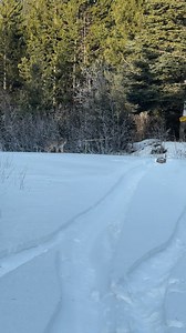 Wild Tracks Lynx Hunts | Wild Tracks Lynx Hunts