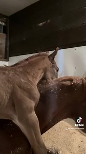 74K views · 1.6K reactions | Suri’s welcome to the world video! ♥️ 2022 APHA minimal overo filly By Tristans Millenium (X Millenium Miracle) Out of Whiskey Is The Key (X Whiskey Gold) | Merikle Waters Paints & Quarters | Facebook