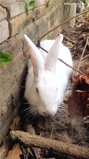 Super Adorable Rabbit Trying to Make His Own Place to Rest!#cute #peacefulpets #rabbit