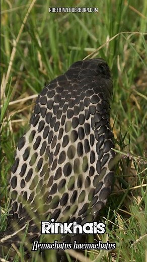 Is This The Most Unique Snake Ever?