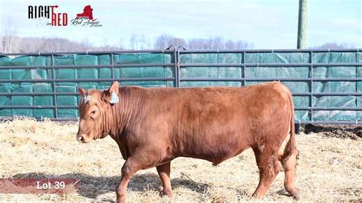 Lot 39: New York Red Angus Association- Right on Red