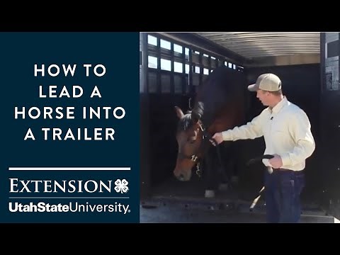 How to Load a Horse into a Trailer