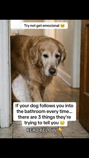 Ever wondered why your dog follows you even into the bathroom? It’s not weird. It’s not clingy. It’s something much deeper. 🐾👇 1️⃣ INSTINCT 🧠 Dogs are pack animals. In the wild, no one is ever left alone during vulnerable moments. So when you close that bathroom door, your dog’s brain doesn’t think “privacy”. It thinks: “My pack leader is isolated. I need to stay close.” That’s not behavior you taught. That’s biology wired into their DNA. 2️⃣ SAFETY & EMOTIONAL REGULATION 🤍 Small, quiet spac