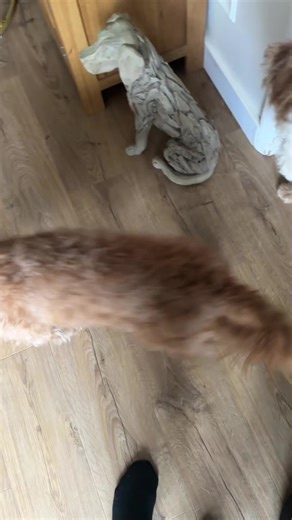 Prevent Rug Slipping with Anti-Slip Under Rug Grip