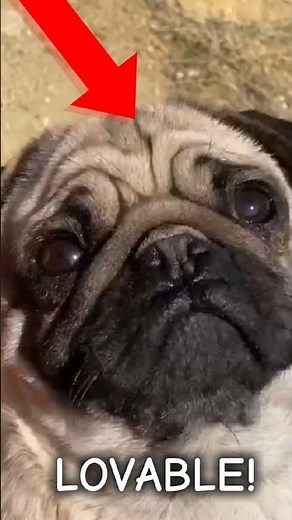 Why Pugs Are Ugly But Adorable! 🤣🐶 #dogs #aww #pug #dogslivesmatter