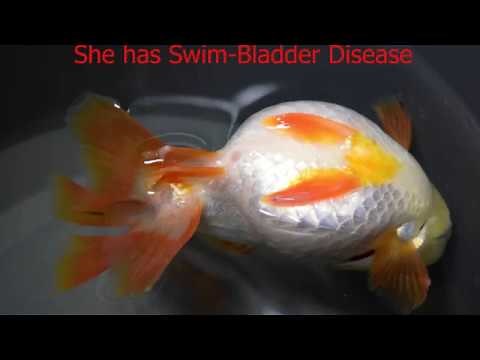 Swim Bladder Disease in Goldfish