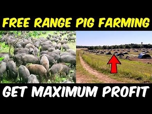 Free range Pig Farming / Outdoor Pig Farming | Organic Pork Farm