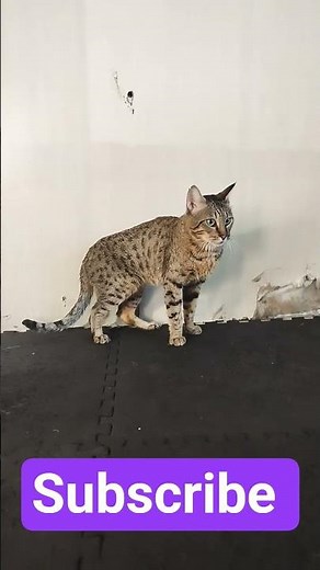 Majestic Big Brown Savannah Cat 🐆 | Exotic Beauty & Wild Charm