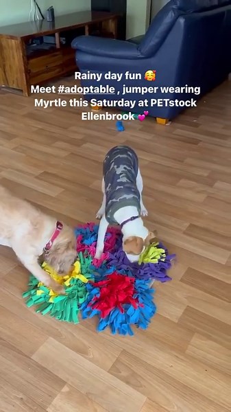 58 reactions · 4 comments | Rainy day snuffle mat fun! Harry Potter...