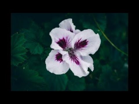 Limit Properties, Computing Limits, Infinite Limits (Paul's Notes)