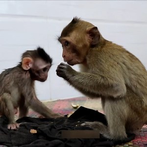 28 reactions · 9 comments | Sadness Poorest Baby Monkey Bobo Crying Loudly Scaring Sister Mistreated. | Animal Home | Facebook