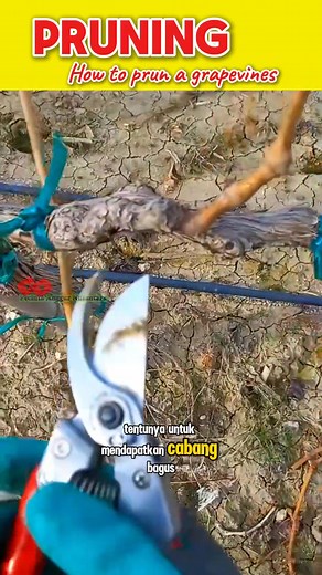2K views · 260 reactions | Teknik pemangkasan anggur #grapevine #pruning | Saepul Rahman | Facebook