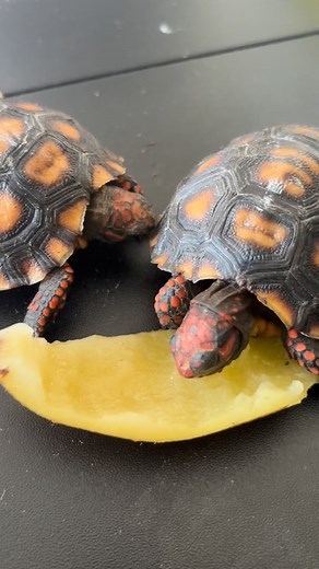 11 reactions | New babies alert! Roota and Toota are siblings and LOVE kiwifruit (occasionally). Can anyone tell me what species of tortoise this is and what’s unique about them compared to other tortoises? @gctha1 @teyanataylor do you have any scaly babies? #reptilelover #tortoise #Michigan vet #veteran #drcroomarmyvet | DrCroom.ArmyVet | Facebook