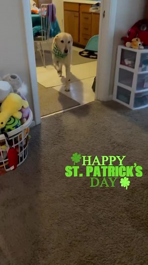 184K views · 19K reactions | Kiss me I’m…well Labrador & German Shepherd but my legs are all Irish Dancer!! ☘️ Happy St. Patrick’s Day!! #irishdancer #luckoftheirish #Spreadsteviejoy #Steviethewonderdog*Stevie has Cerebellar Hypoplasia, a neurological disorder that affects motor control due to an underdeveloped cerebellum. It causes no pain, just extra wobbles! | Stevie the Wonder Dog | Facebook