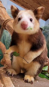 1.7M views · 65K reactions | #WorldTreeKangarooDay calls for a video...