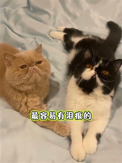 Unveiling the Real Characters of Different Cat Breeds: Your Ultimate Guide