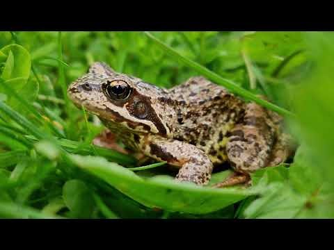 Dokumentarfilm über Frosch 🐸 Frosch Doku