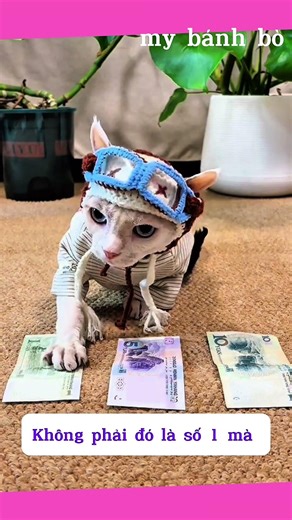 Playing a game of guessing the denominations of money with my pet cat.