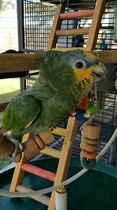 Meet the beautiful "Scooby Doo" - She is an Orange-Winged Amazon of 11 years old - singing "The Magic Flute" - Mozart! 💜🎤🐦🎶 By Marisol Guntkowski | I do love birds