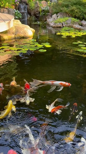 Pond Guy 60 Second Challenge! Take a minute, watch, listen and let us know if you feel more relaxed after?Now imagine doing this for an hour or two everyday in your yard! When you’re ready to do that give us a call! Link in comments | Greg Wittstock the Pond Guy