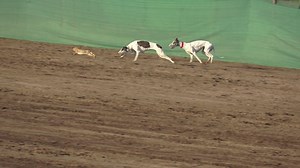 45K views · 2K reactions | dog vs rabbit chase 2023. subscribe us on youtube for more new races videos. https://www.youtube.com/@GreyhoundCoursingclub | Greyhound Coursing Club | Facebook