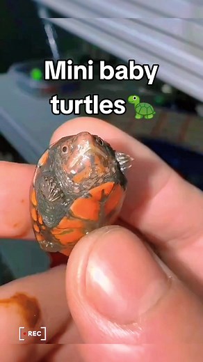Adorable Mini Baby Turtles - Cute Pet Reptiles