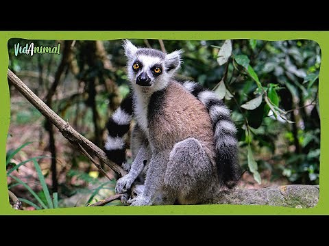 ALL ABOUT THE LEMUR: The king of Madagascar.