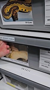 Killer phantom clown x leopard clown 🤡🤡🤡 #royalpythons #ballpythonlove #beardeddragon #reptilebreeder #snek #morph #leopardgecko #petsnake #herpetology #animal #morphs #cornsnake #snakelove #reptilelove #livingart #ballpythonofinstagram #snakelovers #reptilesofinsta #serpent #ballpythonsnake #nature #ballpythonlover #babyballpython #snakesofinsta #crestedgecko #ballpythonmorphsofinstagram | Xclusive ball pythons